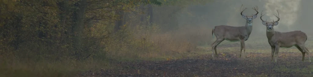 Deer in woods